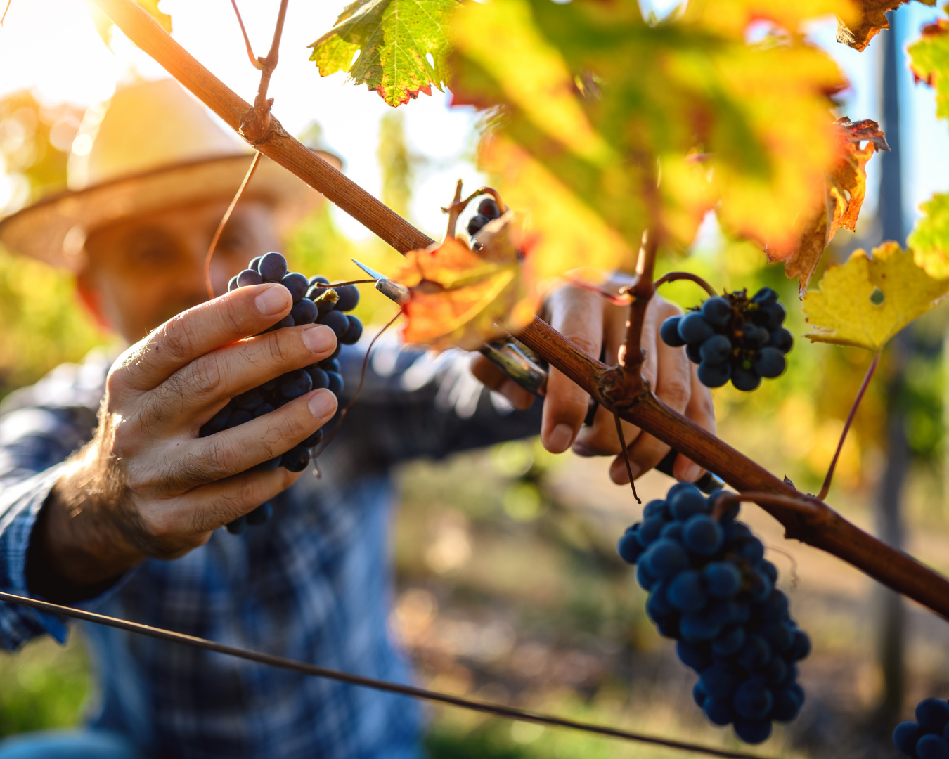 Ma quindi concretamente come si fa il vino? Te lo mostriamo